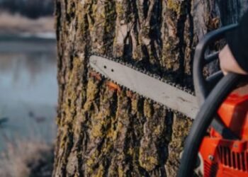 Viúva e duas filhas serão indenizadas por morte de trabalhador atingido por árvore